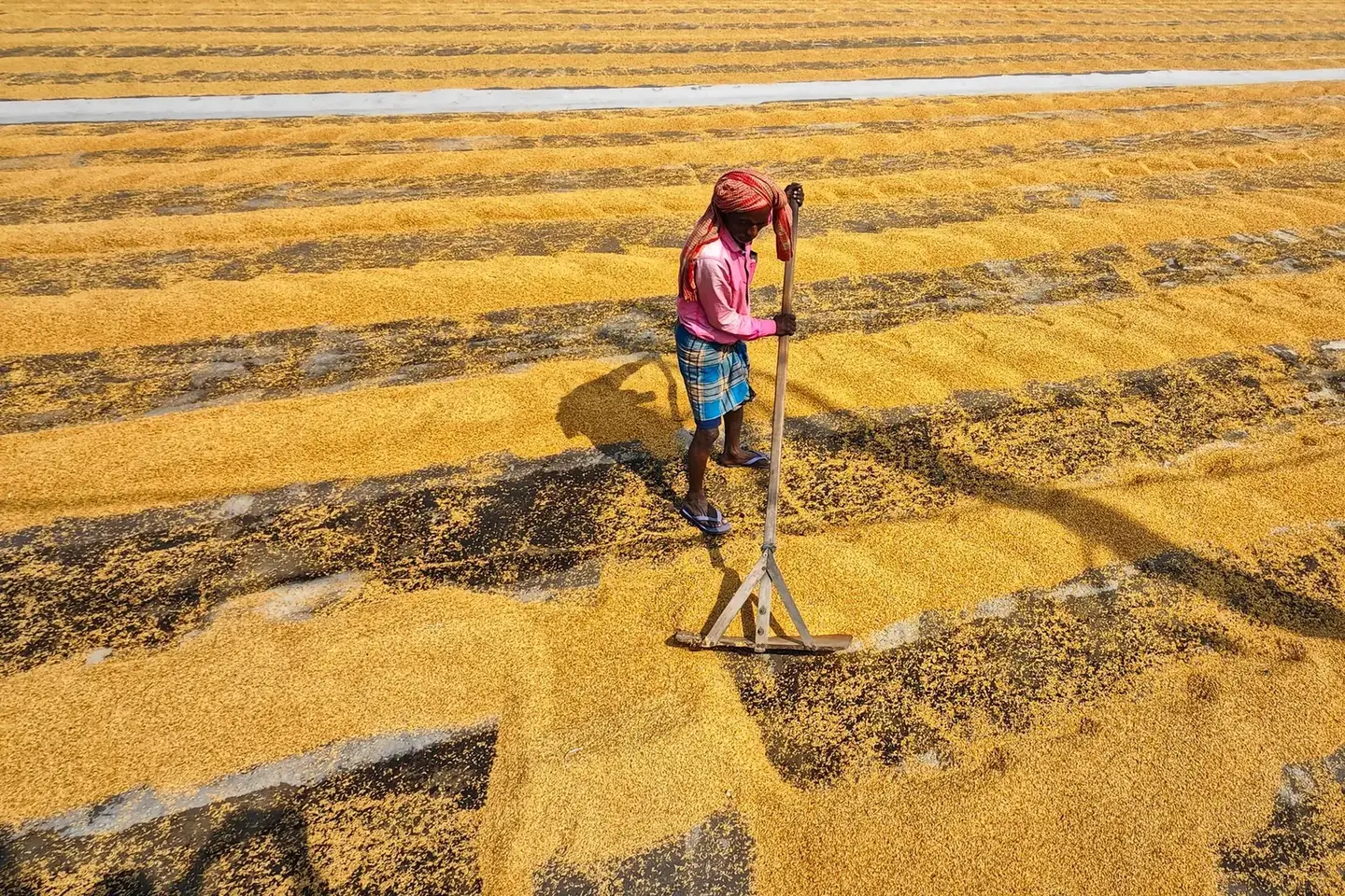 Agricultural worker drying harvested rice in Habra, West Bengal