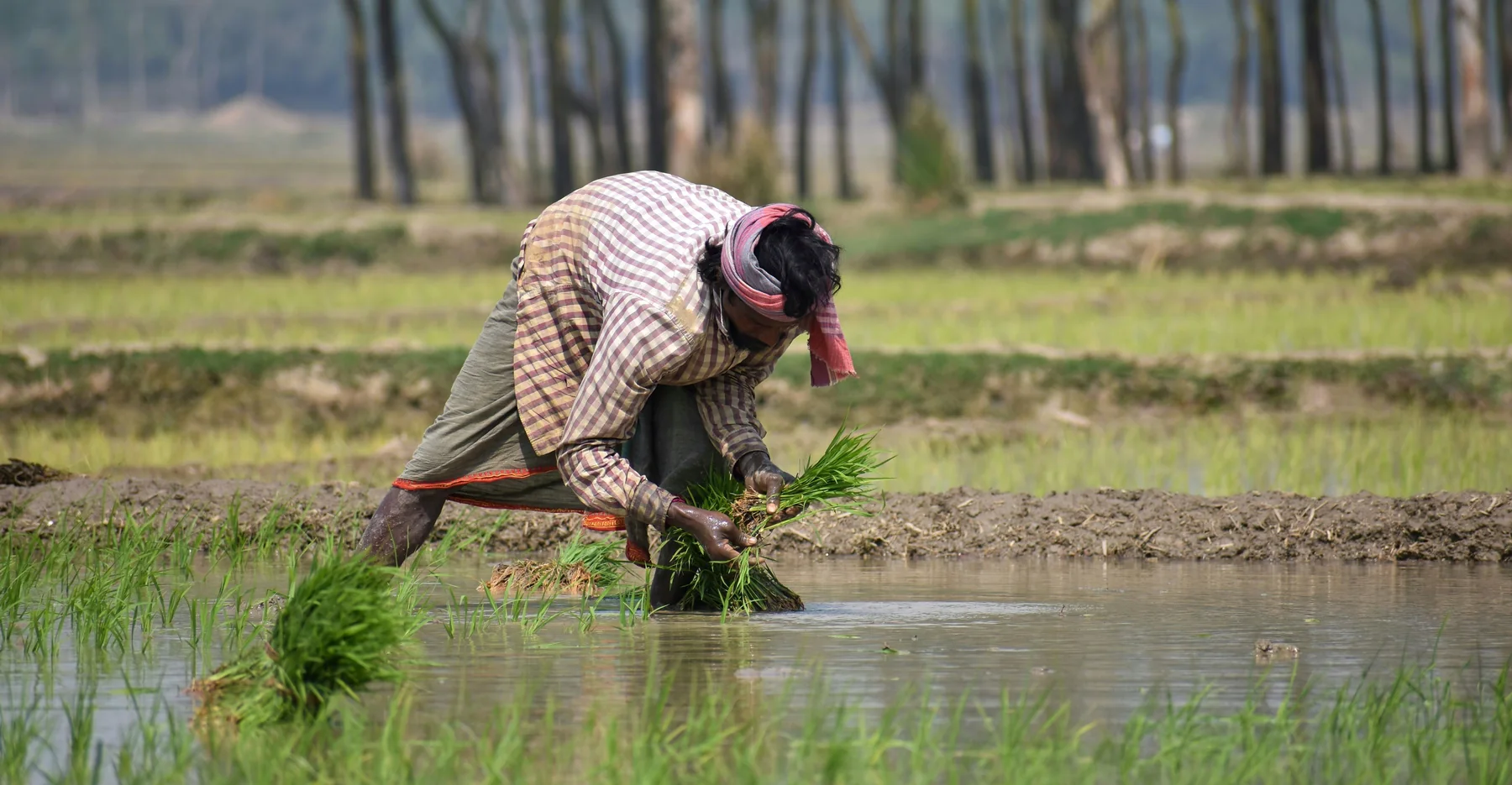 Farmer planting rice in a paddy field in West Bengal, India