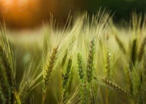 Wheat Products