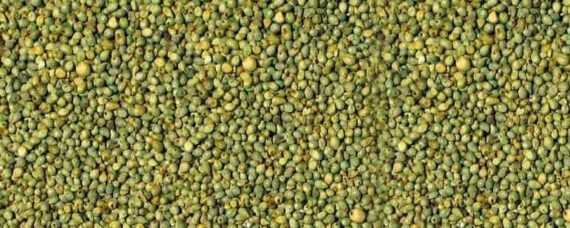 Green Millet big 771x309 1