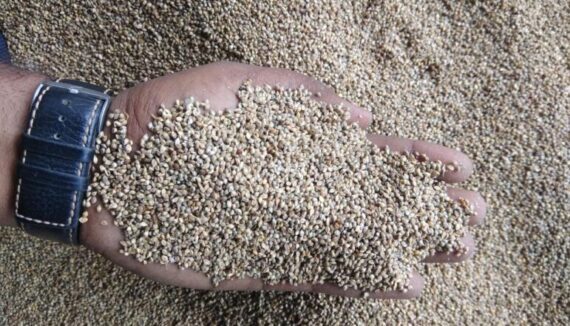 Indian Gray Millet Suppliers 771x441 1