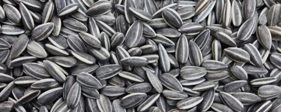 Sunflower Seeds big 771x309 1