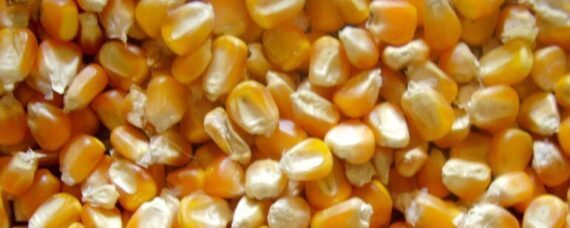 yellow maize big 771x309 1