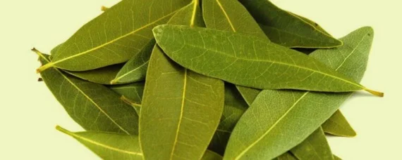 BAY LEAVES