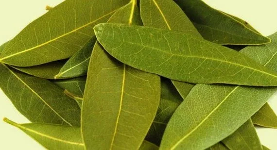 BAY LEAVES